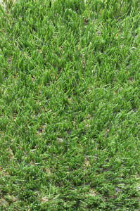 All Seasons - Premium Synthetic Grass