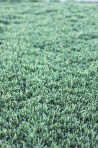 Rebound Synthetic Grass
